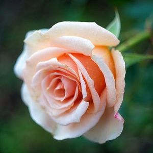 Meet your Posher, Edna